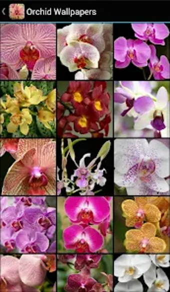 Orchid Wallpapers