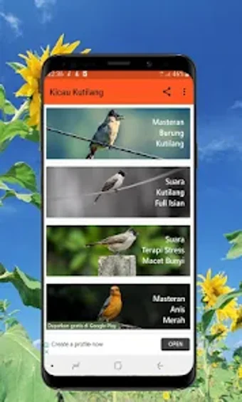 Kicau Burung Kutilang Offline