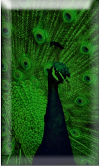 Peacock 3D LiveWP