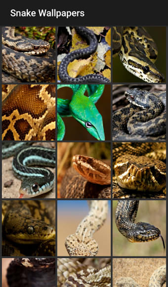 Snake Wallpapers