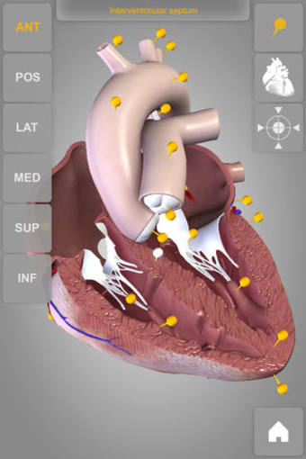 Heart - 3D Atlas of Anatomy