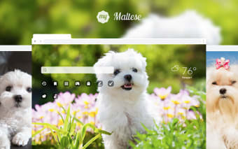 My Maltese Cute Puppy & Dog  HD Wallpapers