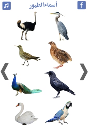تعليم اسماء الطيور و اصوات الطيور