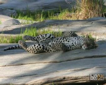 Leopard – Wallpaper der BBC