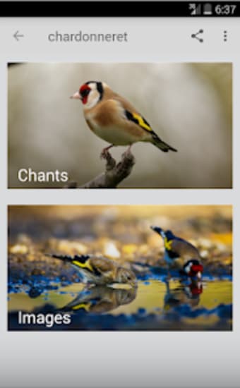 Goldfinch singing