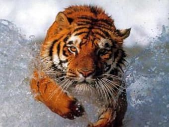 Wallpaper Springender Tiger