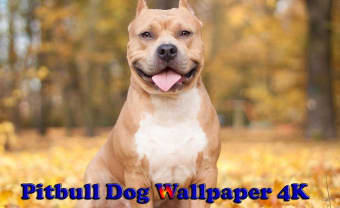 Pitbull Dog Wallpaper 4K