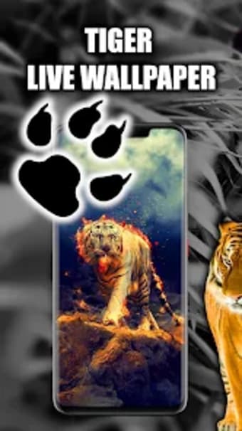 Fire Tiger Live Wallpaper  Ti