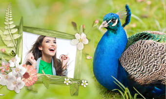 Peacock  Nature Photo Frames