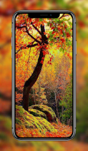 Beautiful Autumn Wallpaper 4K
