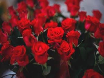 Flores y Rosas Rojas imágenes Gratis