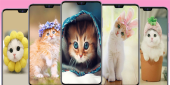 Cute Cat wallpaper - Kitten images