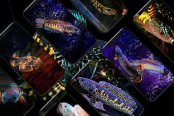 Channa Fish Wallpapers