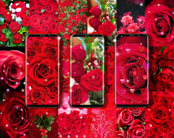 Red rose live wallpaper