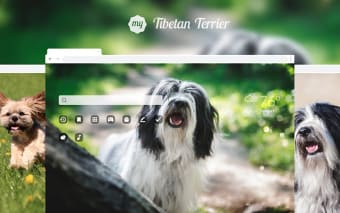 My Tibetan Terrier Puppy & Dog Wallpapers