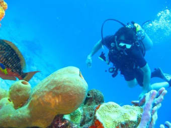 Scuba Diving Live Wallpapers