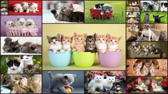 Cats Jigsaw Puzzle Game Kids