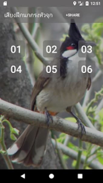 Red-whiskered bulbul sounds