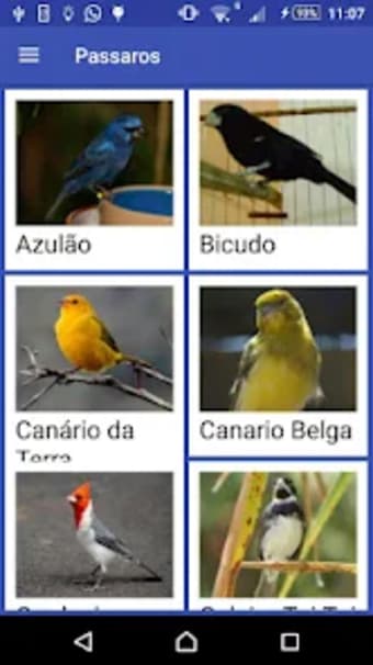 Pássaros