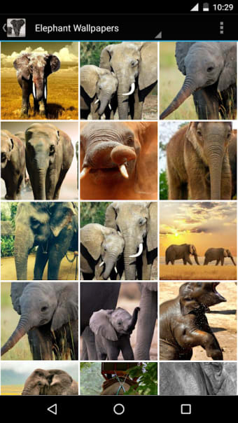 Elephant Wallpapers