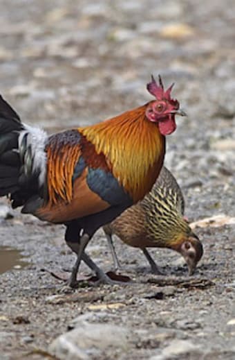 Appp.io - Red jungle fowl crowing