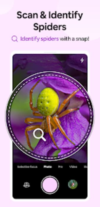 Spiders identifier - Post in C