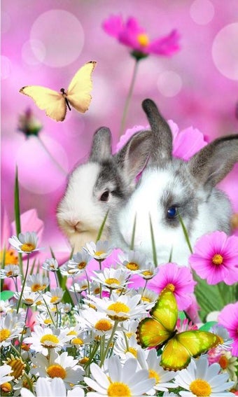 Funny Bunnies live wallpaper