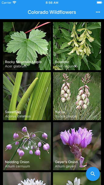 Colorado Wildflowers Guide