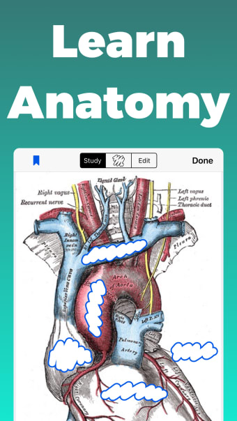 Anatomy and Physiology GO