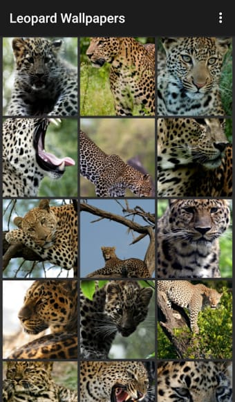 Leopard Wallpapers