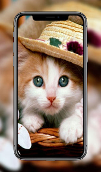 Home Kitten: 100 Kitten Wallpapers and Background