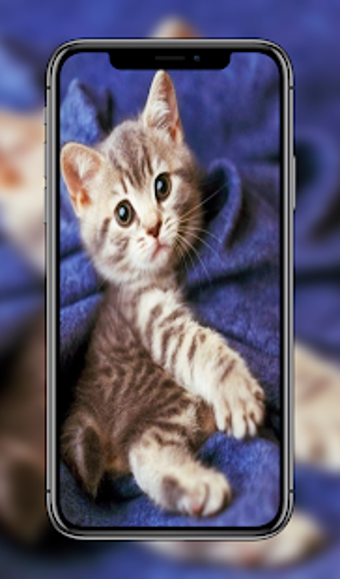 Home Kitten: 100 Kitten Wallpapers and Background