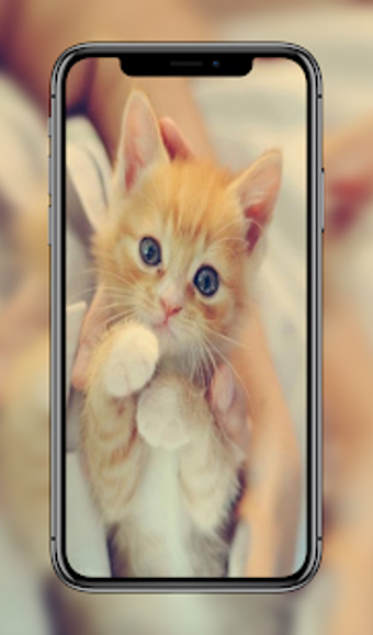 Home Kitten: 100 Kitten Wallpapers and Background