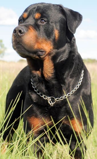 Rottweilers dog wallpapers