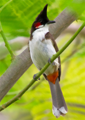 Red- whiskered bulbul Sounds ~ Sboard.pro