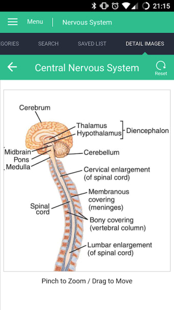 Nervous System Reference Guide