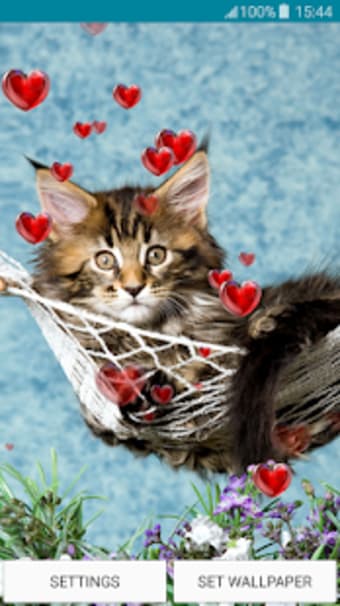 Live Wallpapers  Kittens