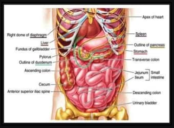 3D Human Anatomy. Human body and functions