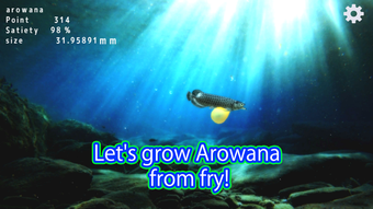 Arowana raising from fry