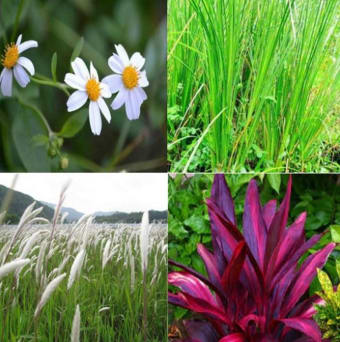 Secret Herbs Of Herbal Plants