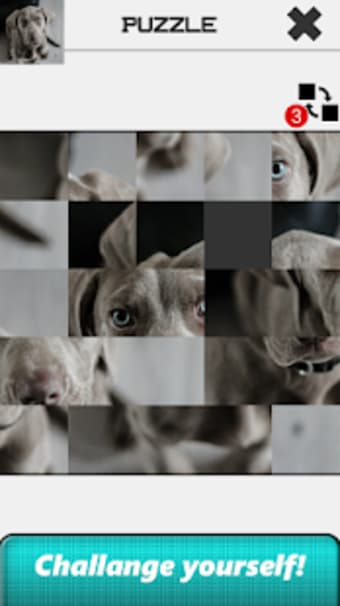 Dog Slide Puzzle