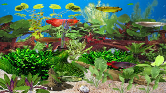 Arowana Deluxe Aquarium