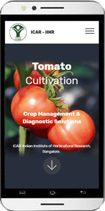 Tomato Cultivation IIHR