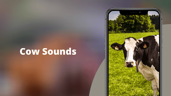 Cow Sounds