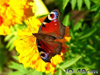 Graceful Butterflies Free Screensaver