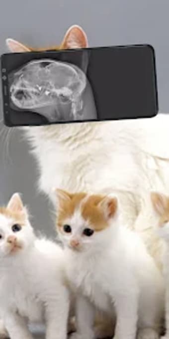 X ray animal photo filter