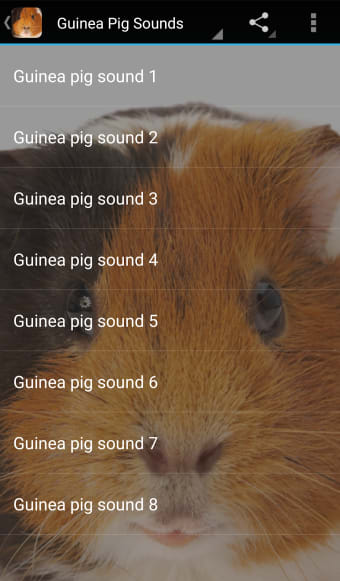 Guinea Pig Sounds