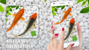 4k Koi Fish Live Wallpapers 3D