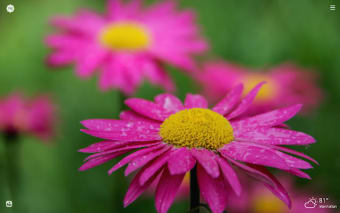 My Daisy Flowers HD Wallpapers New Tab Theme