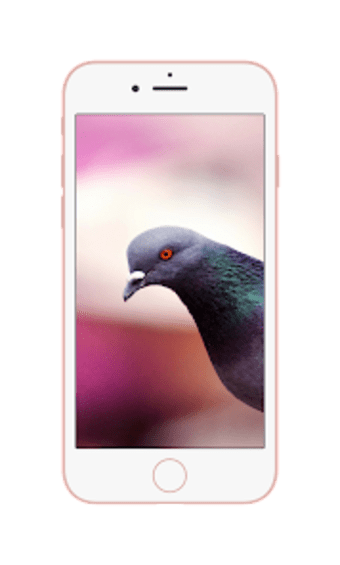 HD Pigeon Wallpaper